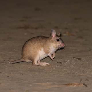 Kirindy - Malagasy giant jumping rat